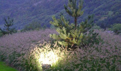 plantation de graminées et pin avec éclairage 