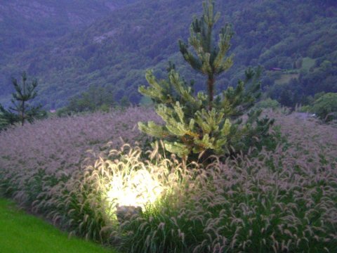 plantation de graminées et pin avec éclairage 