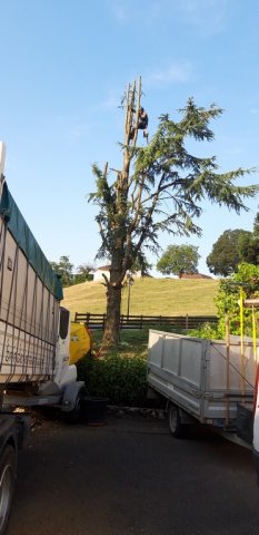 Paysagiste pour élagage d'arbre à Annecy