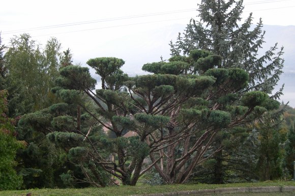 Taille juniperus 