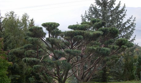 Taille juniperus 