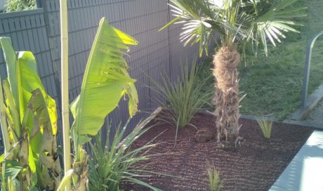 massif exotique à cuvat palmier bananier cordiline 