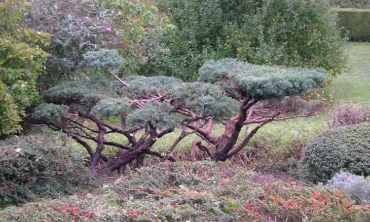 formation arbuste niwaki 