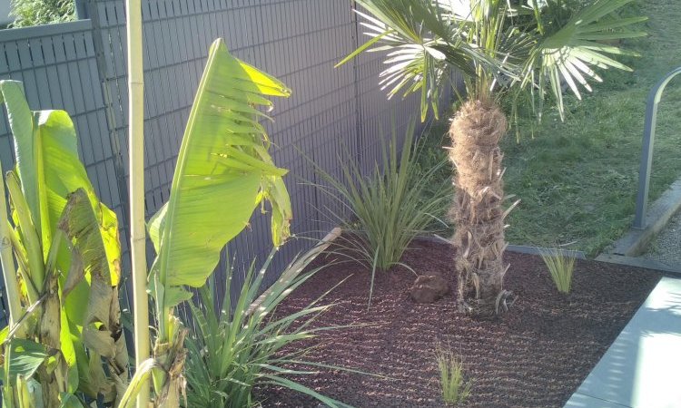 massif exotique à cuvat palmier bananier cordiline 